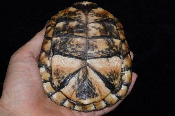 画像5: トウブハコガメ　C個体　完売しました (5)