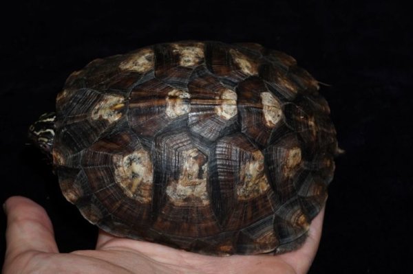 画像4: トウブハコガメ　C個体　完売しました (4)