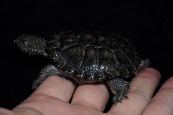画像2: クロハラヘビクビガメ　A個体　完売しました (2)