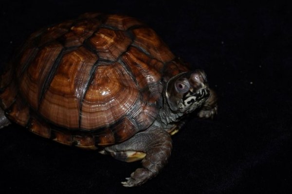 画像6: トウブハコガメ　D個体　完売しました (6)