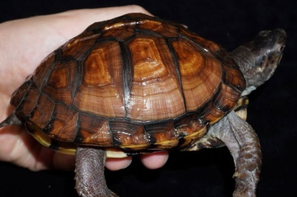 画像3: トウブハコガメ　D個体　完売しました (3)
