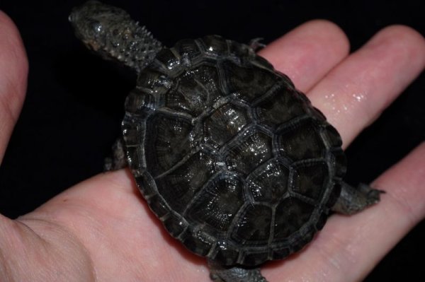 画像3: クロハラヘビクビガメ　A個体　完売しました (3)