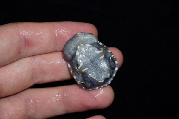 画像2: ライマンナガクビガメ　完売しました (2)