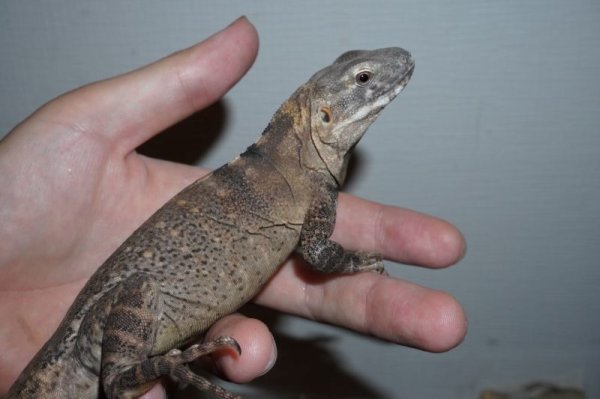 画像3: サンエステバントゲオイグアナ　完売しました (3)