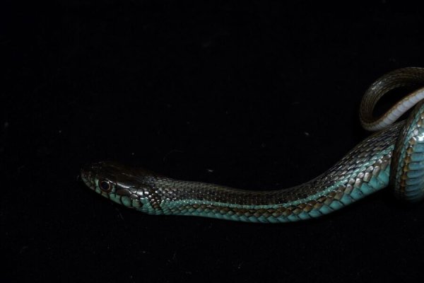 画像3: チャパラガータースネーク (3)