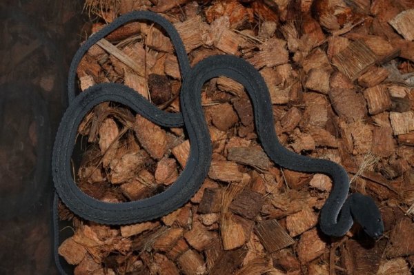 画像3: ドラゴンスネーク (3)