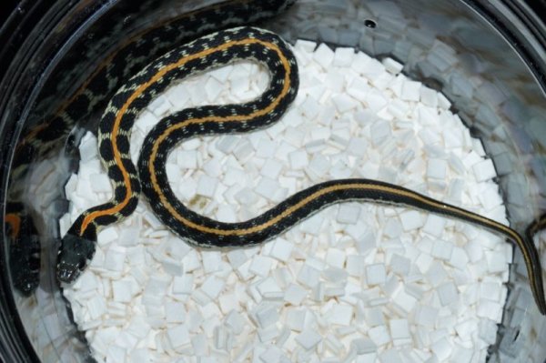 画像3: イースタンブラックネックガータースネーク　完売しております。 (3)