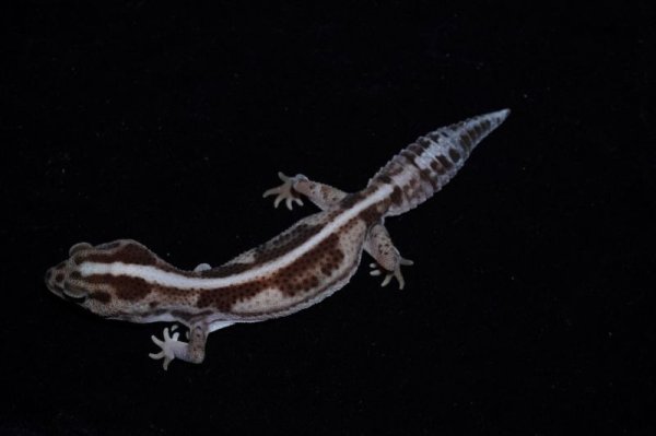 画像3: ニシアフリカトカゲモドキ　ホワイトアウトゼロオレオ　 (3)