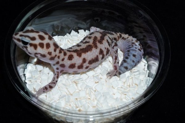 画像4: ニシアフリカトカゲモドキ　ホワイトアウトパターンレス　♀　完売しました (4)