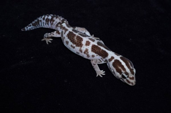 画像2: ニシアフリカトカゲモドキ　ホワイトアウトオレオ (2)