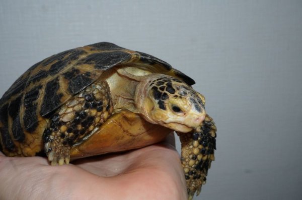 画像5: セレベスリクガメ　♂　A個体　完売しました (5)