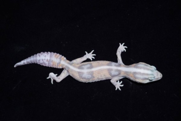 画像4: ニシアフリカトカゲモドキ　ホワイトアウトゴースト　♀ (4)