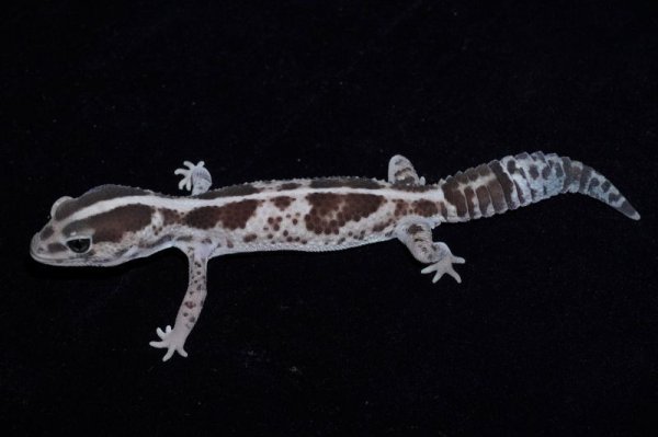 画像4: ニシアフリカトカゲモドキ　ホワイトアウトオレオ  (4)