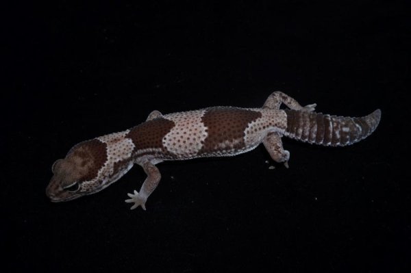 画像2: ニシアフリカトカゲモドキ　オレオ66％hetパターンレス (2)