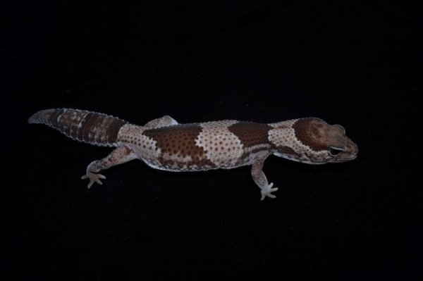 画像3: ニシアフリカトカゲモドキ　オレオ66％hetパターンレス (3)