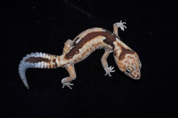 画像3: ニシアフリカトカゲモドキ　ホワイトアウトズールー (3)