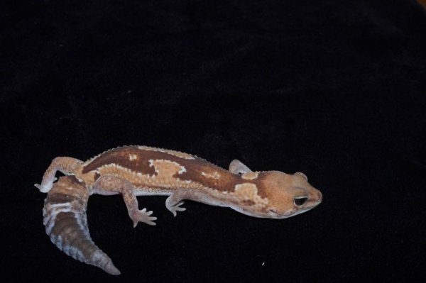 画像2: ニシアフリカトカゲモドキ　ズールーposshetキャラメルアルビノ　完売しました (2)