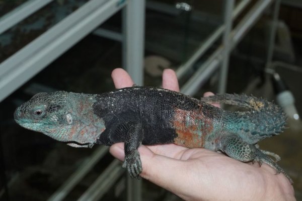 画像5: カンペチェトゲオイグアナ　ペア完売しました (5)