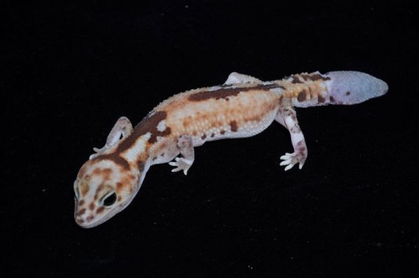 画像2: ニシアフリカトカゲモドキ　ホワイトアウトズールーhetキャラメルアルビノ　再生尾　♀ (2)