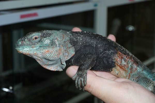 画像6: カンペチェトゲオイグアナ　ペア完売しました (6)