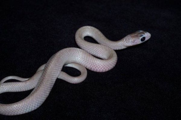 画像4: ナンダ　キャリコ (4)