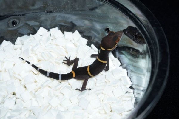 画像2: ハイナントカゲモドキ　A個体 (2)