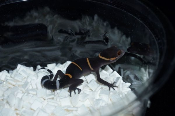 画像2: ハイナントカゲモドキ　B個体 (2)