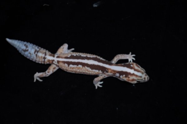 画像3: ニシアフリカトカゲモドキ　ホワイトアウトズールーストライプ (3)