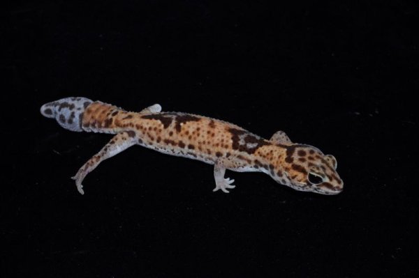 画像2: ニシアフリカトカゲモドキ　ホワイトアウトdouble hetオレオパターンレス　再生尾 (2)