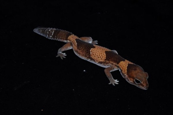 画像2: ニシアフリカトカゲモドキ　ノーマルhetパターンレス66％hetオレオ (2)