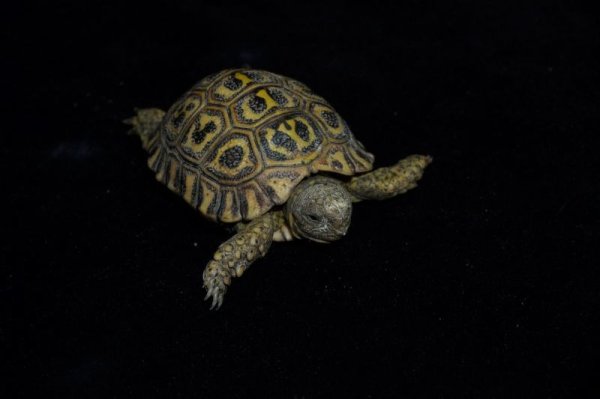 画像5: ナミビアヒョウモンリクガメ　A個体 (5)