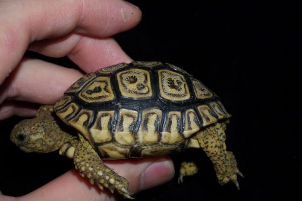 画像3: ナミビアヒョウモンリクガメ　C個体 (3)