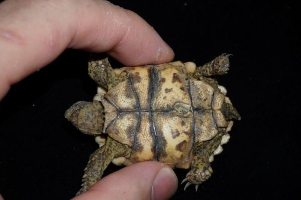 画像4: ナミビアヒョウモンリクガメ　A個体 (4)