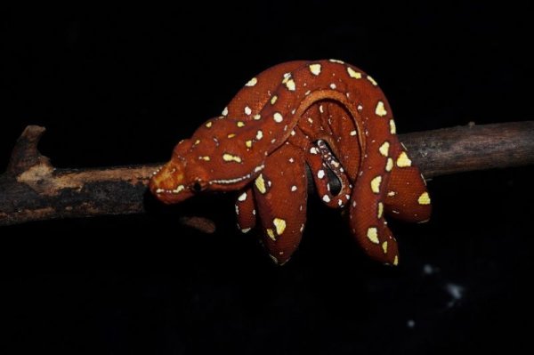 画像4: グリーンパイソン　レッドビアク (4)