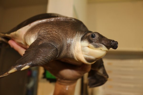 画像4: スッポンモドキ　完売しました (4)