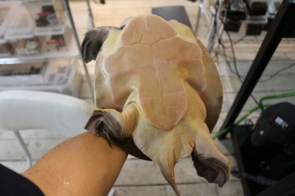 画像6: スッポンモドキ　完売しました (6)