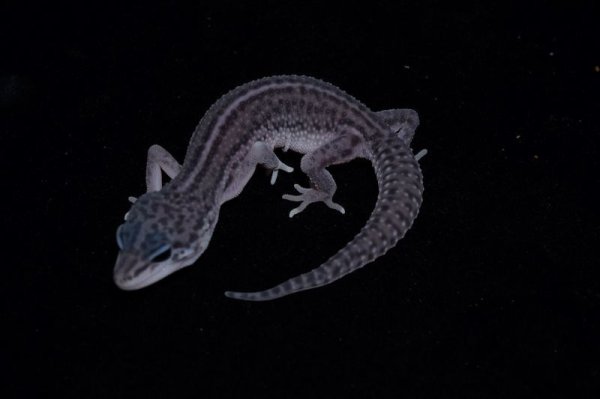 画像3: ヒョウモントカゲモドキ　スーパーマックスノー　B個体 (3)