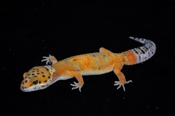 画像2: ヒョウモントカゲモドキ　ノンハイポブラッドタンジェリン　A個体 (2)