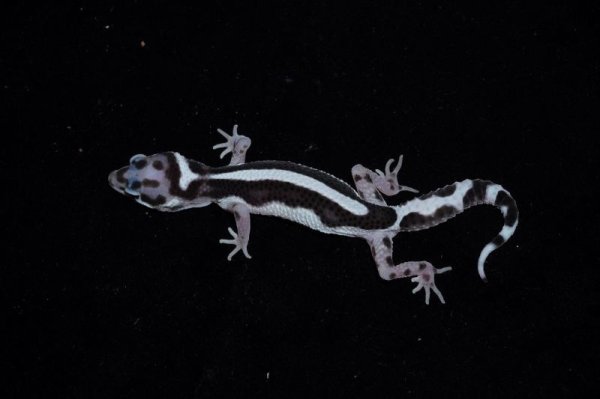 画像3: ヒョウモントカゲモドキ　スノーボールドストライプ　B個体　完売しました (3)