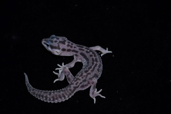 画像2: ヒョウモントカゲモドキ　スーパーマックスノー　C個体 (2)