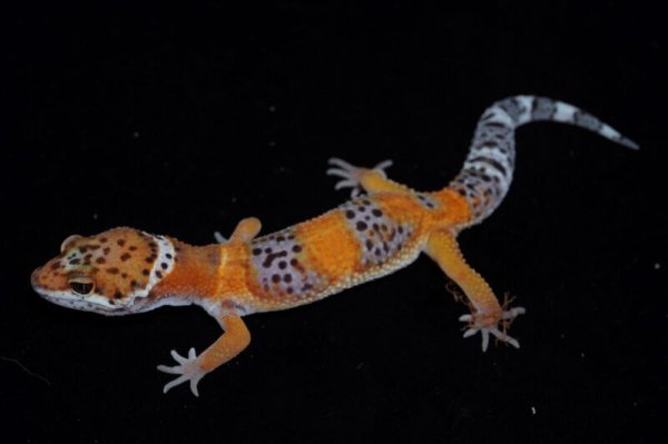 画像3: ヒョウモントカゲモドキ　ノンハイポブラッドタンジェリン　B個体 (3)