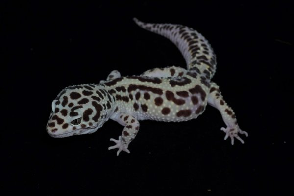 画像2: ヒョウモントカゲモドキ　バンディット　アダルト　♂ (2)