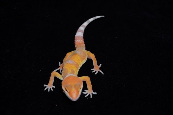 画像2: ヒョウモントカゲモドキ　トレンパーサングロー (2)