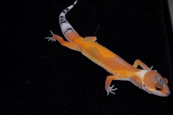 画像2: ヒョウモントカゲモドキ　スーパーハイポブラッドタンジェリン　A個体 (2)