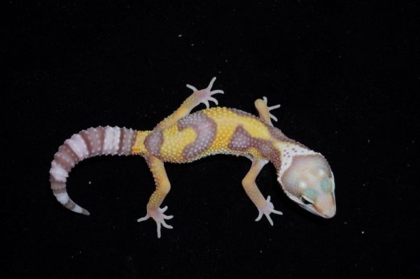 画像2: ヒョウモントカゲモドキ　レインウォーターアルビノ　A個体 (2)