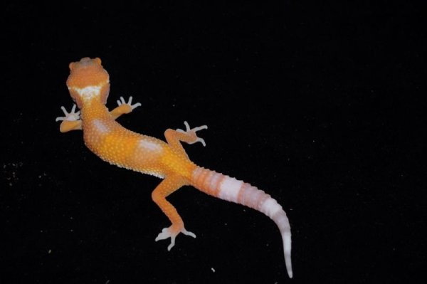 画像3: ヒョウモントカゲモドキ　トレンパーサングロー (3)