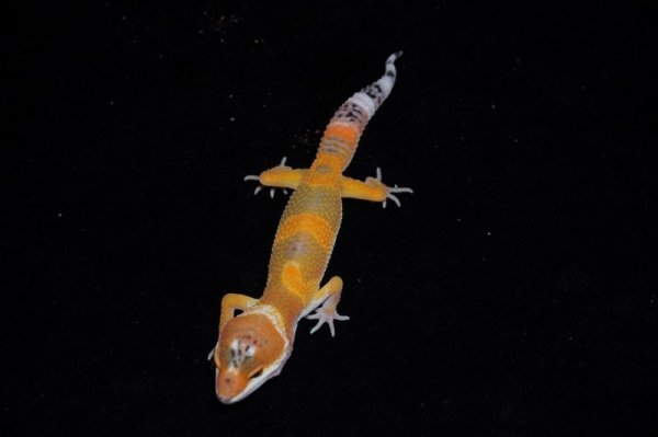 画像3: ヒョウモントカゲモドキ　スーパーハイポタンジェリン　B個体　完売しました (3)