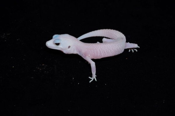 画像3: ヒョウモントカゲモドキ　スーパースノータイフーン (3)