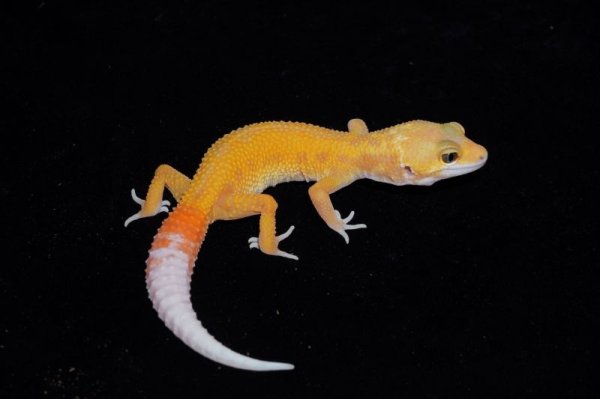 画像2: ヒョウモントカゲモドキ　レインウォーターパターンレスサングロー (2)