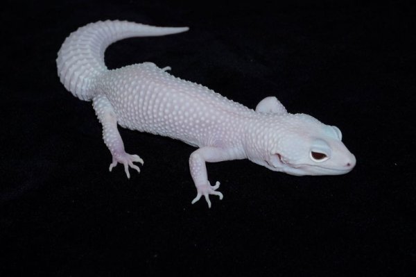 画像2: ヒョウモントカゲモドキ　スノーディアブロブランコ (2)